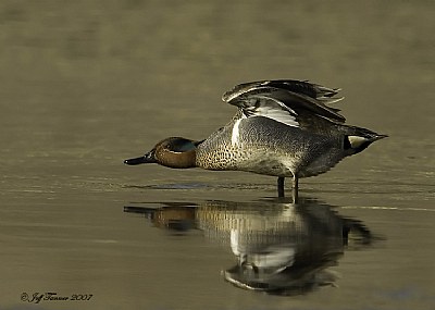 Green-winged Teal