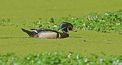 The Wood Duck Society