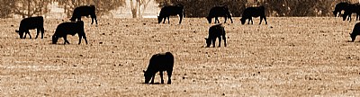 Grazing is beautiful...
