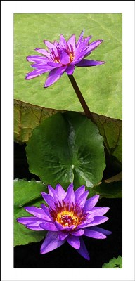 Purple Lily Close up