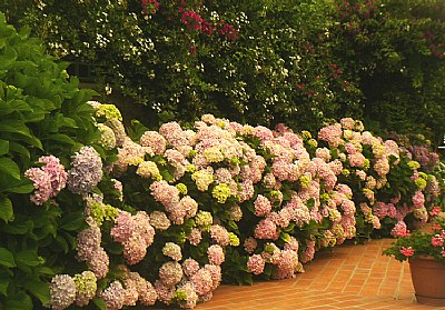 Wall & Flowers