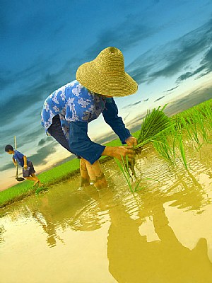 the rice field