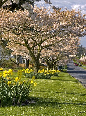 Blooming Trees