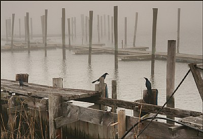 3 Crows in the fog