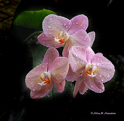 Phalenopsis Orchids (d1005)