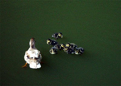 Organising the Chaos