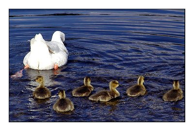 Follow mom
