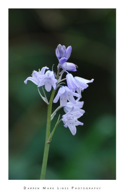 Bluebells