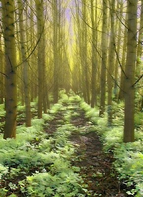 Infrared Forest