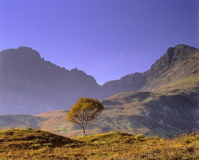 Skye Birch Moonrise