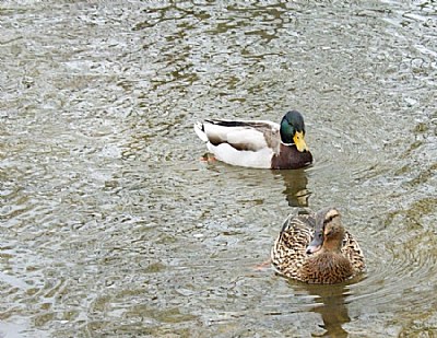 Mallard and mate