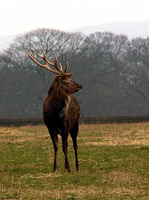 Traditional Stag