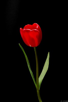 Red Tulip II