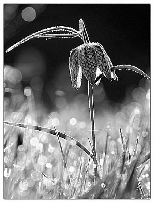 fritelaria