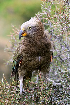 Kea Bird