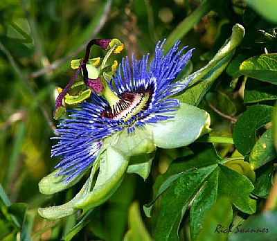 Blue Crown Passion Flower