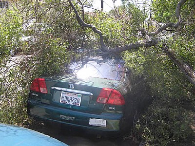 Tree Fallen On Car