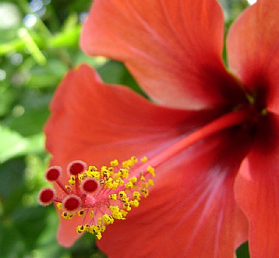 Cropped Hibiscus