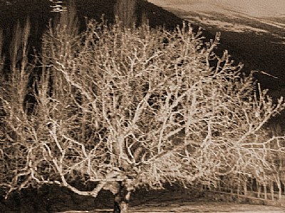 Coprse of Tree...