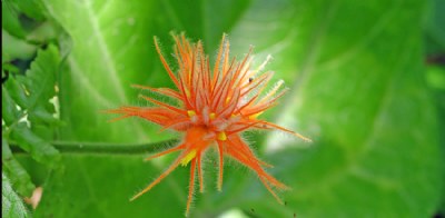 Delicate Spiky flower