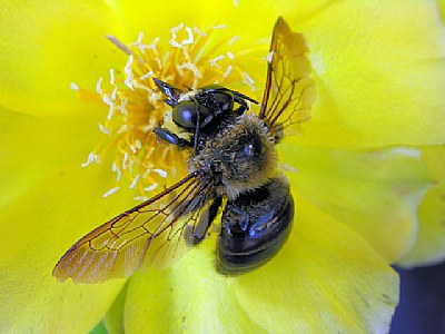 Bee on cactus flower