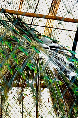 Peacock in a cage