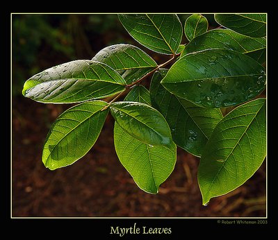 Myrtle Leaves