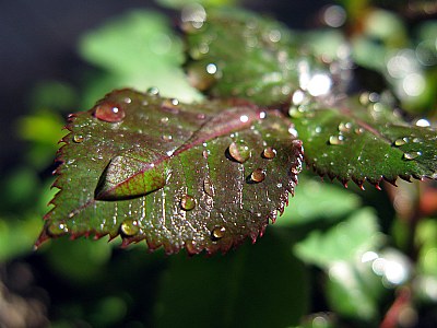 dew on leaf