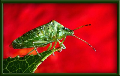 Green Bug!