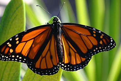 Monarch Butterfly