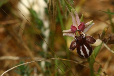 Cretan Ophrys orchid