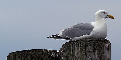 Gull at rest