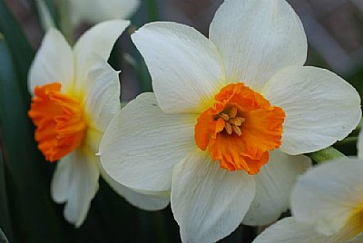 Spring II