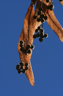 Tilo en otoño