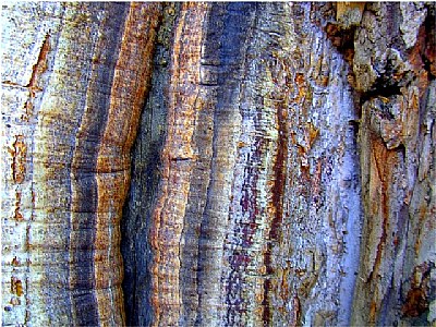 old wood colors