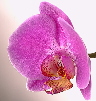 Orchid 1