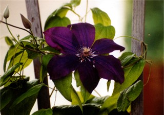 Pretty in Purple