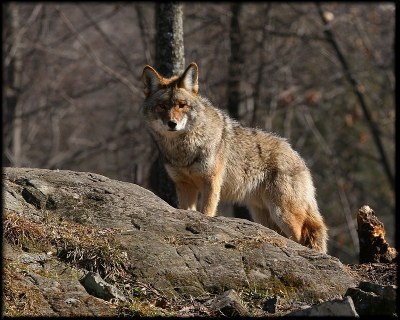 Coyote 2