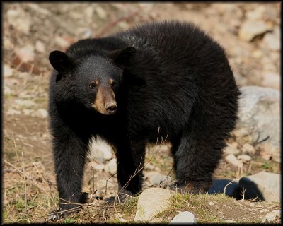 Black Bear Cub