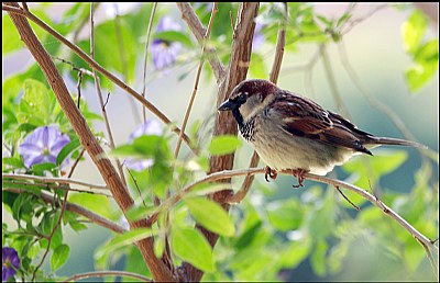 Sparrow