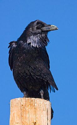 Chihuahuan Raven Displaying