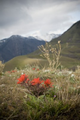 Red, in the foothills