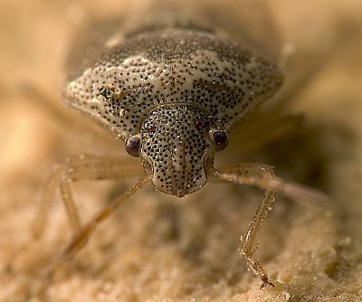 Up close bug