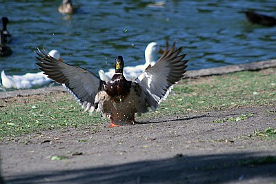 Hard Landing