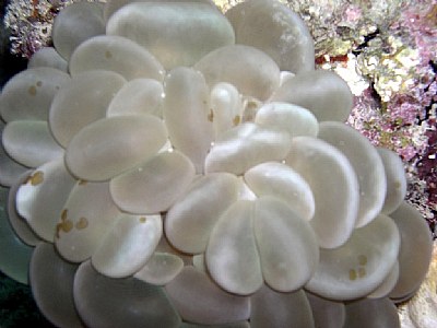 Bubble coral