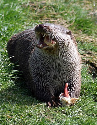 Another hungry otter