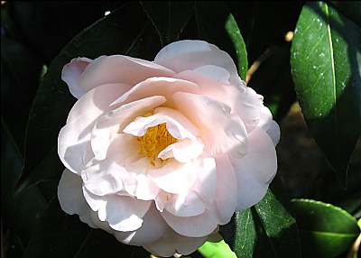 Camellia Japonica 