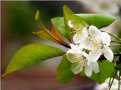 Apple Blossom In The Rain