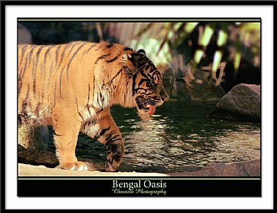 Bengal Oasis