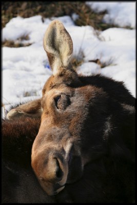 Snoozing Moose